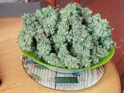 IMG20231006135125.jpg IMG20231006135125.jpg