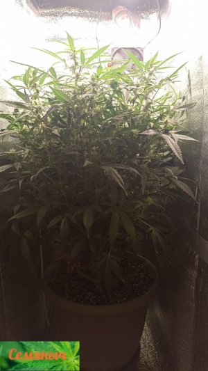 Picsart_23-10-02_07-35-13-918.jpg Picsart_23-10-02_07-35-13-918.jpg