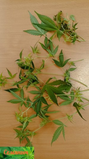 Picsart_23-10-12_09-17-19-586.jpg Picsart_23-10-12_09-17-19-586.jpg