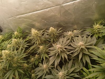 IMG_20231016_074402.jpg IMG_20231016_074402.jpg