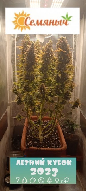 86 дн_с зади.jpg