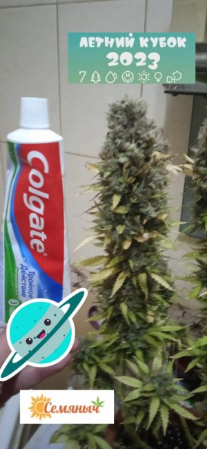 88 дн_и паста.jpg