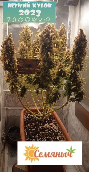 90 дн_LSD_7CH_2.jpg