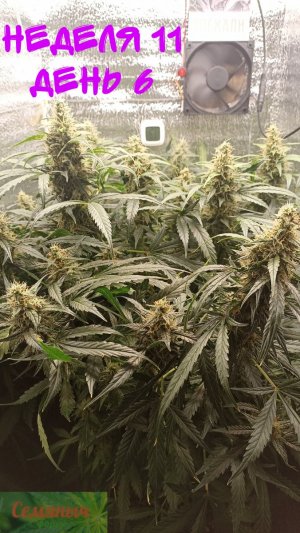 Picsart_23-10-21_07-43-30-787.jpg Picsart_23-10-21_07-43-30-787.jpg