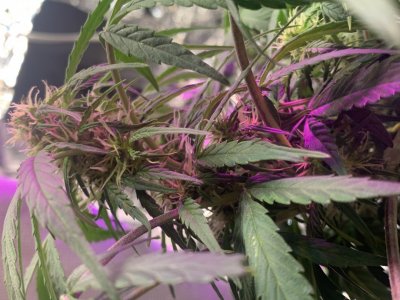 imgonline-com-ua-dexifylpyw1rS3Sm8.jpg imgonline-com-ua-dexifylpyw1rS3Sm8.jpg