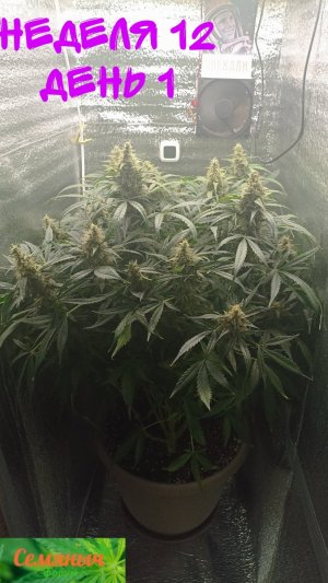 Picsart_23-10-24_07-51-59-895.jpg Picsart_23-10-24_07-51-59-895.jpg