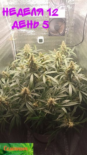 Picsart_23-10-27_07-36-26-938.jpg Picsart_23-10-27_07-36-26-938.jpg