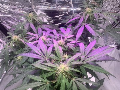 imgonline-com-ua-dexifx1VKEAz25DWx.jpg imgonline-com-ua-dexifx1VKEAz25DWx.jpg