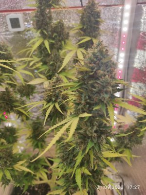 IMG_20230921_172723.jpg IMG_20230921_172723.jpg