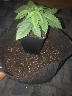 IMG_4933.jpeg IMG_4933.jpeg