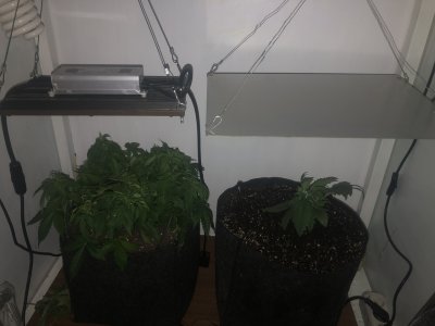 IMG_4944.jpeg IMG_4944.jpeg