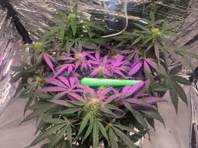 imgonline-com-ua-dexifcCsyWLFUCHE3.jpg imgonline-com-ua-dexifcCsyWLFUCHE3.jpg