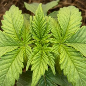 IMG_20211228_090708_309.jpg IMG_20211228_090708_309.jpg