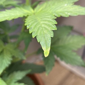 IMG_20220112_173309_614.jpg IMG_20220112_173309_614.jpg