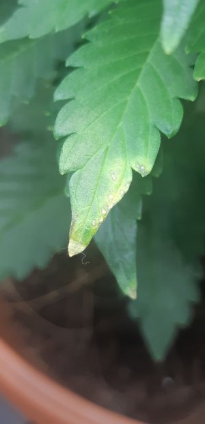 IMG_20220112_210808_417.jpg IMG_20220112_210808_417.jpg