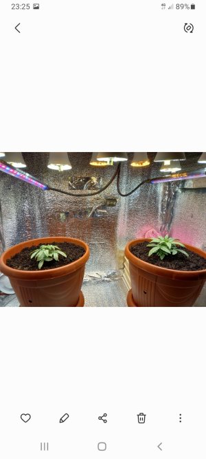 Screenshot_20220112-232517_Gallery.jpg Screenshot_20220112-232517_Gallery.jpg