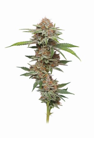 Blueberry Muffins.jpg