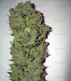 Auto_New_York_City_pyramid_seeds_konoplya__wsjaLJRu2jPRIiaG.jpg