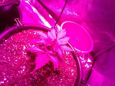 IMG_2022-01-22-17-20-46-670.jpg IMG_2022-01-22-17-20-46-670.jpg