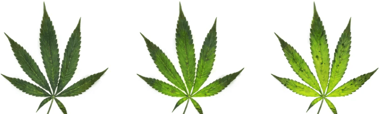 1643039259607.png 1643039259607.png