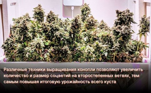 Как повысить урожайность конопли