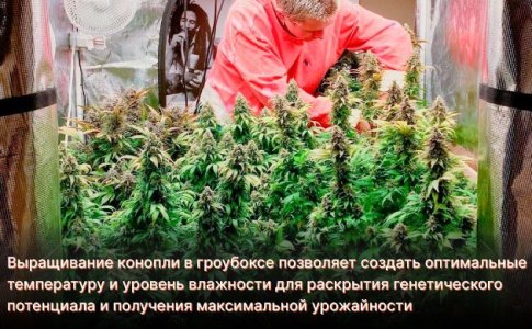 Температура и влажность для конопли
