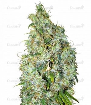 sort_Northern_Light_X_Skunk__tiIl6I6myVgWTlHq.jpg sort_Northern_Light_X_Skunk__tiIl6I6myVgWTlHq.jpg