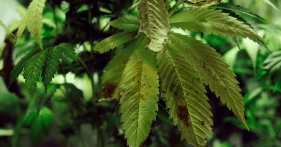 1643471529194.png 1643471529194.png