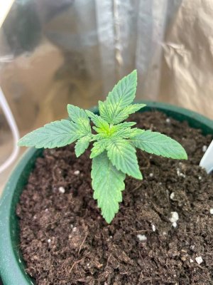 4C932A20-FD97-4CFC-A4B9-008FD5C63267.jpeg 4C932A20-FD97-4CFC-A4B9-008FD5C63267.jpeg