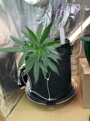 5355257E-5BB6-4340-856A-F7A88C37DAFB.jpeg 5355257E-5BB6-4340-856A-F7A88C37DAFB.jpeg