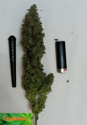 Picsart_23-10-31_01-07-12-674.jpg Picsart_23-10-31_01-07-12-674.jpg