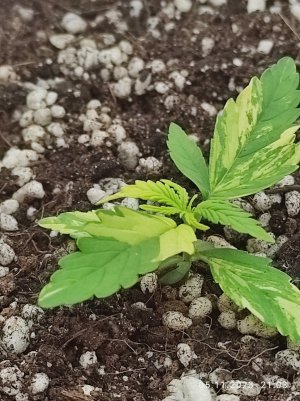 IMG_20231105_210321.jpg IMG_20231105_210321.jpg