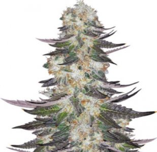 gelato.jpg gelato.jpg