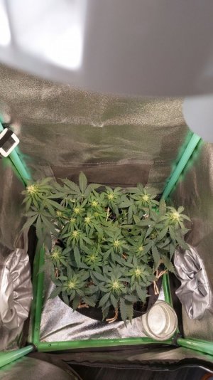 2023.11.19 - 46 день(компот).jpg