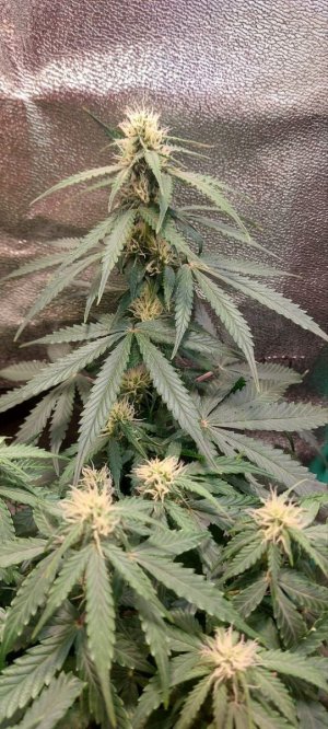 2023.11.25 - 52 день(компот) (4).jpg