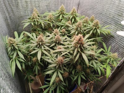 130-51 полив-корм.jpeg