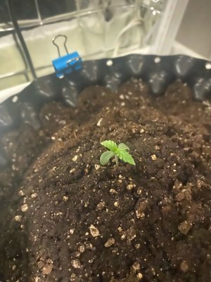 2 дня.jpg 2 дня.jpg