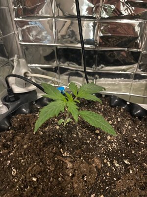 9 дней.jpg 9 дней.jpg