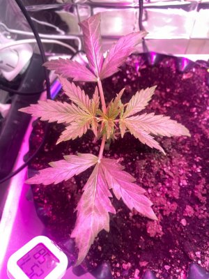 12 дней.jpg 12 дней.jpg