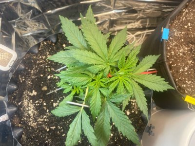 16 дней 1.jpg 16 дней 1.jpg