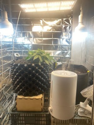 19 дней.jpg 19 дней.jpg