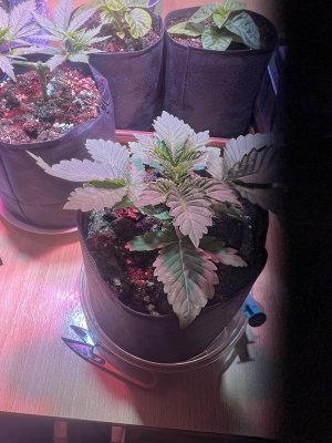 IMG_3745.jpeg IMG_3745.jpeg