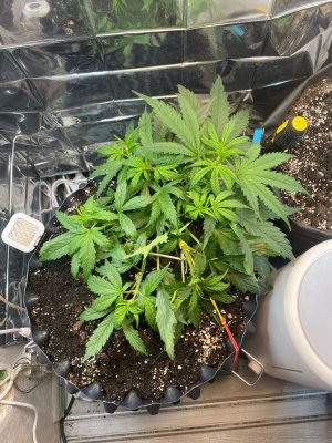 22 дня.jpg 22 дня.jpg