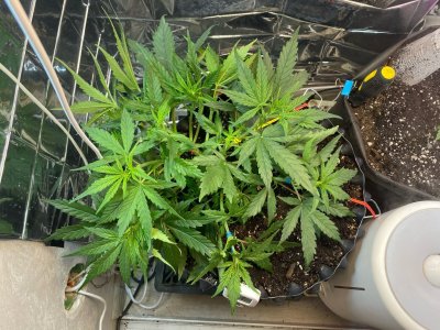 24 дня 2.jpg 24 дня 2.jpg