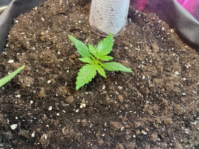 9 дней.jpg 9 дней.jpg