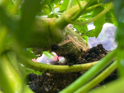 руки базуки 1.jpg руки базуки 1.jpg