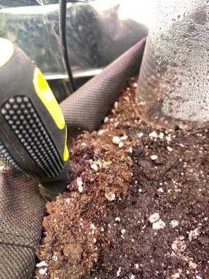 чушпан какоита.jpg чушпан какоита.jpg