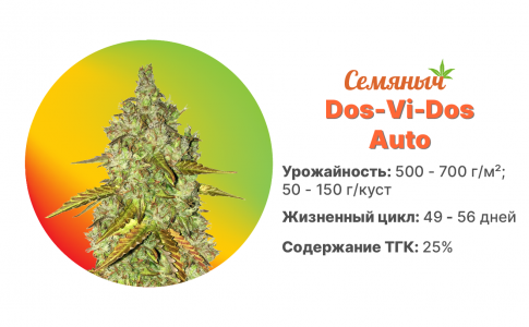 Dos Vi Dos Auto Dos Vi Dos Auto