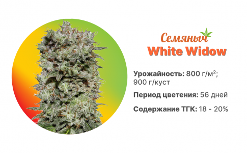 White Widow