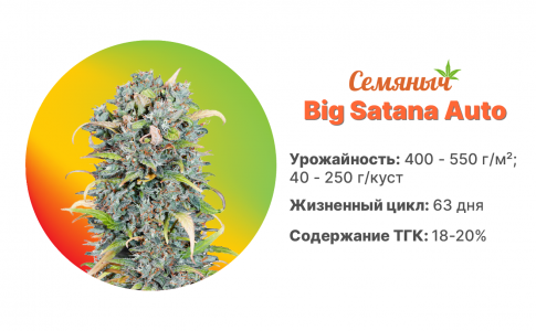 Big Satana Auto